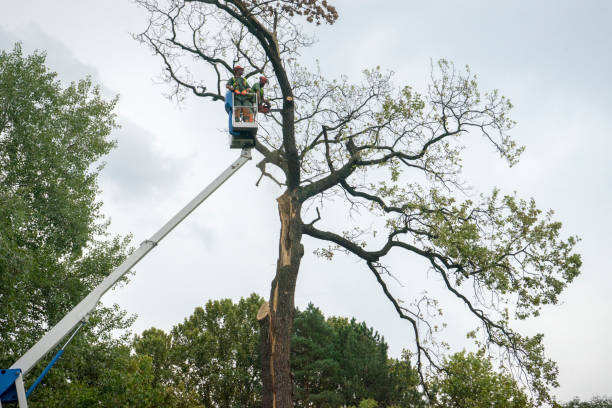 Best Commercial Tree Services  in Belmont, NC